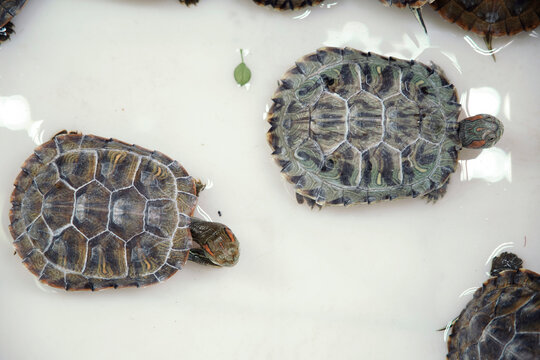 A group of small turtles stacked tightly together