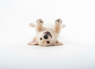 Obraz premium Adorable white puppy lying on back with paws up, playful expression on face