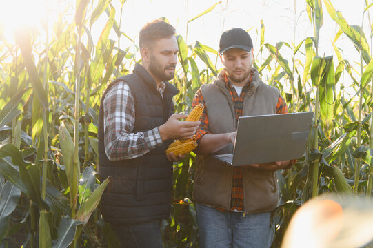Farmers analyzing corn yield with laptop technology