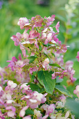Wims Red hydrangea with pink blossoms blooming