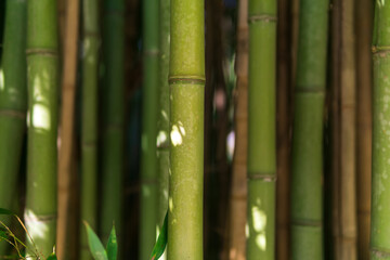 Obraz premium natural background, bamboo trunks close up