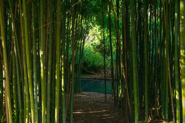 path to the river through a bamboo grove