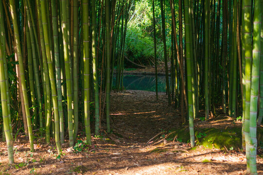 path to the river in a tropical bamboo forest