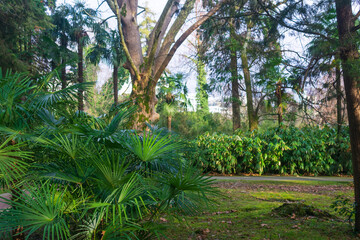 Fototapeta premium Tropical park with palm trees