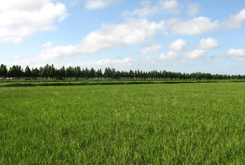 Fototapeta premium Green Barley Field in the Countryside Landscape