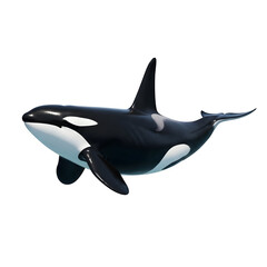 Obraz premium Black and white orca floating in ocean, perfect for marine wildlife, conservation, and design projects, isolated on white or transparent background. PNG format.