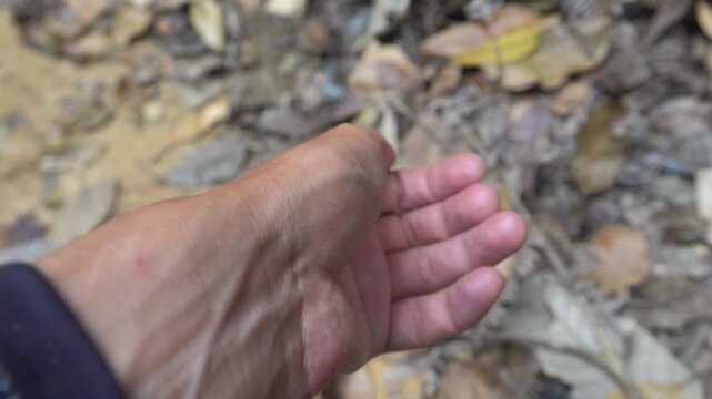 A large forest ant more then 3 cm long, soldier ants, Dinomyrmex gigas in the tropical forest of Malaysia, Penang Island. The largest ant in the world, world champion of the ant family