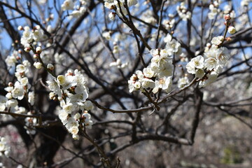 梅の花