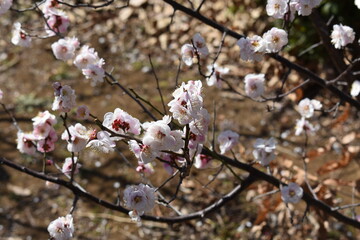 梅の花