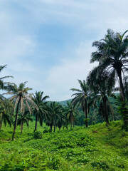 Naklejka premium palm trees on a tropical beach