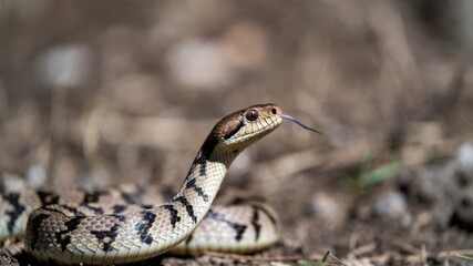 Fototapeta premium Close-up of a western rat snake on forest floor.