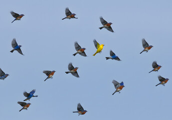 Differing birds in flight against blue sky