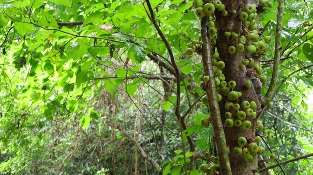 Footage of Cluster Fig Tree Fruiting in Rain, Khiri Wong Village, Southern Thailand