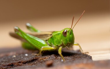 Fototapeta premium Detailed Macro Close-Up of Green Grasshopper Resting