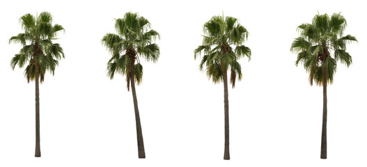 Obraz premium Set of four Washingtonia filifera California fan palm trees isolated on a white background for landscape design