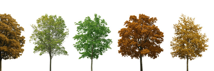Obraz premium Collection of deciduous trees in summer green and autumn orange foliage isolated on white background