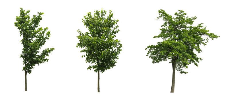 Set of three young green deciduous trees isolated on white background, frontal view of small maple saplings for architectural visualization and landscape design