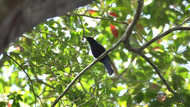 Asian glossy starlings (Aplonis panayensis strigata, ad) the bird is acting anxiously near its nest in a hollow. Penang island moist lowland forest