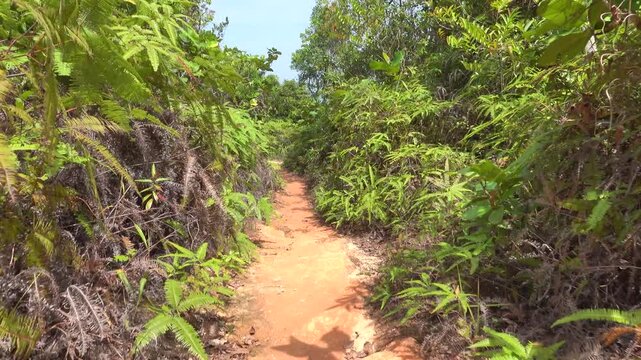 A path in the tropical forest and steps made of tree roots. The old Malay trail. A traveler makes his way along the path