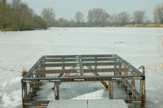 Galvanized wire beaver eurasian Castor fiber metal mesh wood cage for protection european beaver semiaquatic rodents that creates wood dam to avoid overflow and no stream in Hrdiborice frozen pond, a