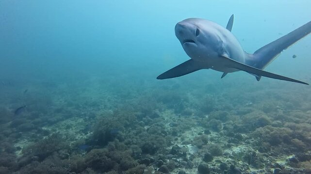 Pelagic Thresher Shark Gliding Over Coral Reef Seafloor in Blue Tropical Water