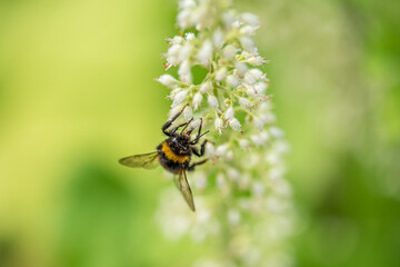 Bumblebee Bombus terrestris pollinating meadowsweet Filipendula ulmaria. © Trygve