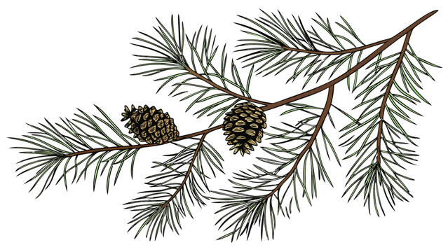 Pine Branch with Cones.