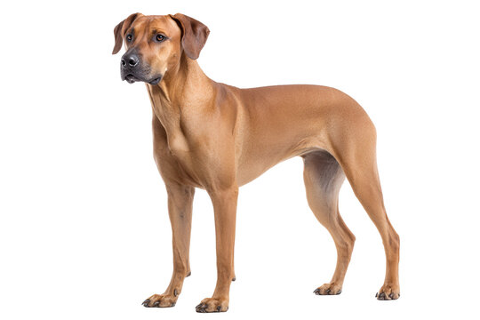 A brown dog standing on a white background looking to the side