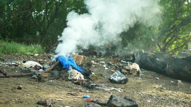 Cute aspin asong pinoy dogs puppy Filipino dump open burning of an illegal rabies garbage Philippines Cebu askal dog Canis lupus familiaris dumping solid beach waste toxic chemical, plastic and metals
