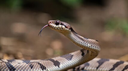 Fototapeta premium Close-up of a striking eastern rat snake in natural habitat.