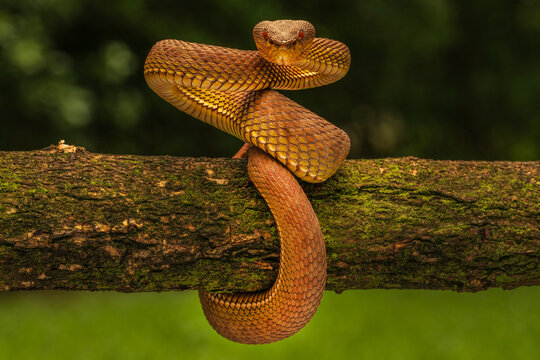 Mangrove Pit Viper