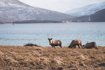 Beautiful female reindeer grazing on a pasture in front of a fjord in the Lofoten Islands, Northern Norway © Fauren