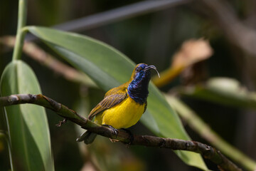 Naklejka premium Olive-backed sunbird calling to other birds 
