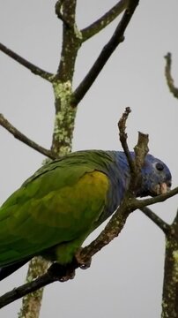 Green Parrot Sitting on Tree Branch in Natural Environment