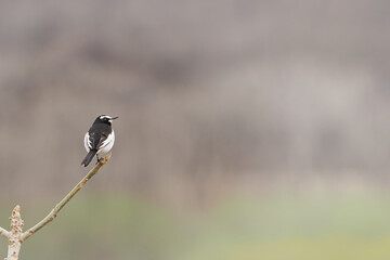 木の枝にとまるハクセキレイ