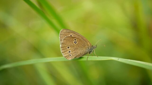 Butterfly ringlet Aphantopus hyperantus detail meadow spotted beautiful cute introvert invisible foot basking perched resting inactive sitting on the string green plant or grass in the grassland