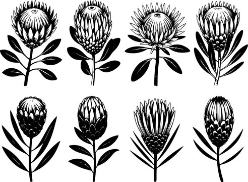 Collection of black and white protea flower with leaves white background botanical