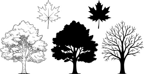 Fototapeta premium Collection of Stylized Trees and Maple Leaves Black and White leaf silhouette