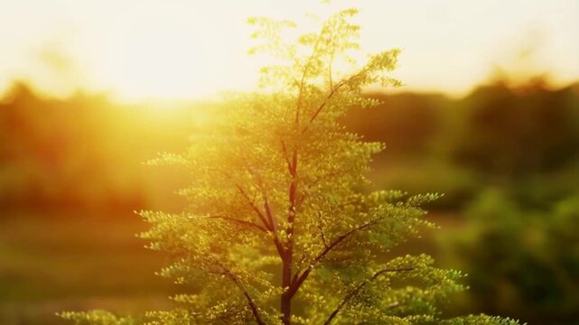 Young Tree Growing In Sunlight