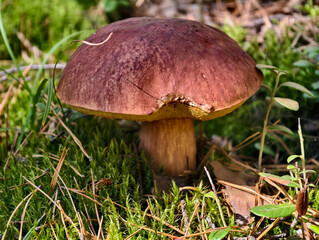 King bolete cep mushroom Boletus pinophilus or Boletus edulis var. pinicola also known as penny bun growing in forest.