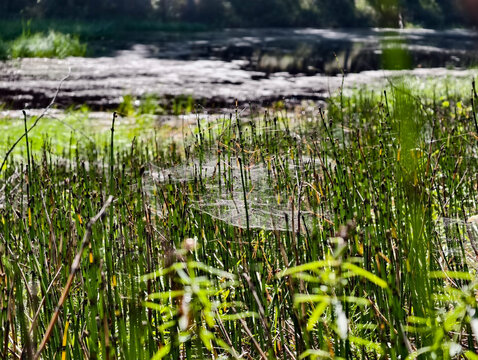 Rough Horsetail thickets on the shore of a swampy forest lake, entangled in cobwebs.