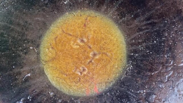 Patterns formed in oil after frying mola carplet fish.