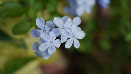 Beautiful Cape Leadwort Flowers in Bloom Pale Blue Petals