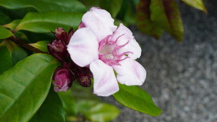 Delicate Pink Flower with Dark Buds and Lush Green Leaves