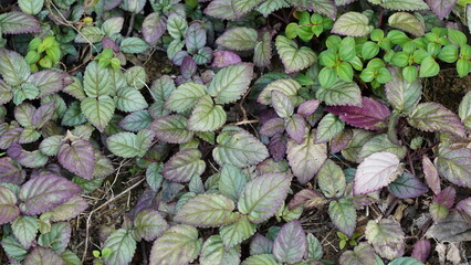 Purple and Green Plant Foliage Ground Cover Beauty