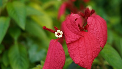 Beautiful Red Donna Flower in Close Up View Dona Luz