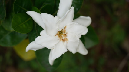 Close Up of a Beautiful White Gardenia Flower Blossom