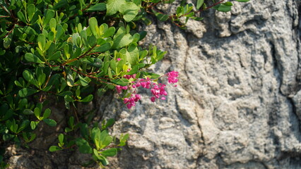 Green Foliage and Pink Flowers Against a Rock Wall