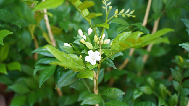 Wrightia Antidysenterica Plant Care and Growing Tips