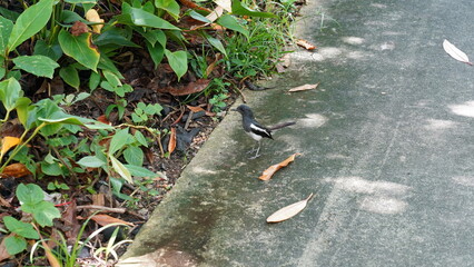 Oriental Magpie Robin Bird on Concrete Path Nature Scene